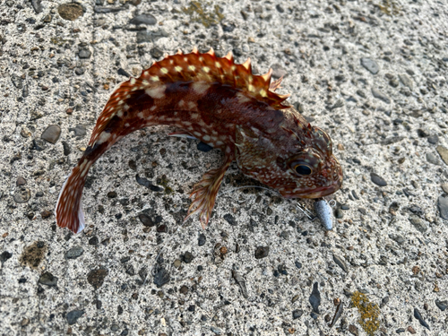 アラカブの釣果