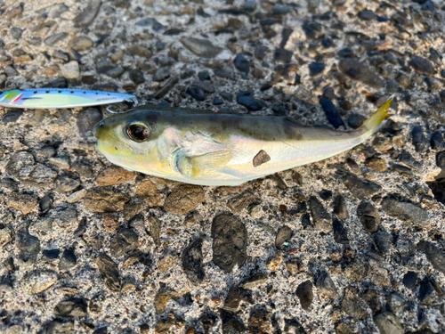 クロサバフグの釣果