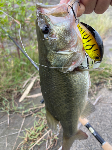 ラージマウスバスの釣果