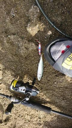 アオアジの釣果