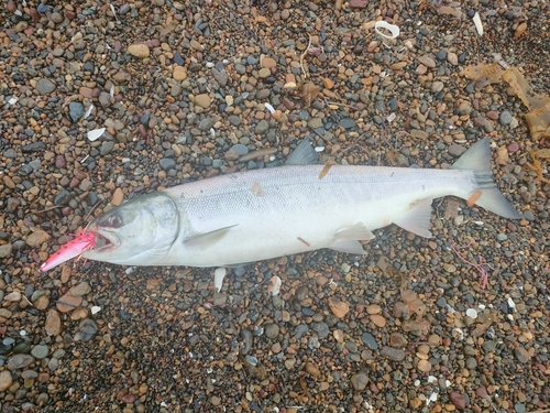 サケの釣果