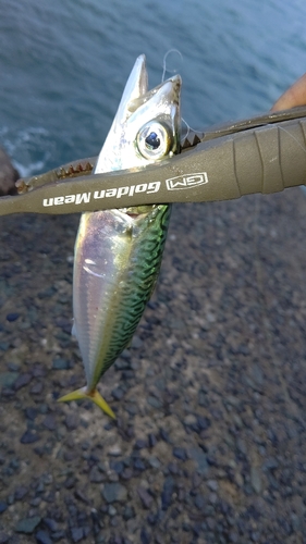 マサバの釣果