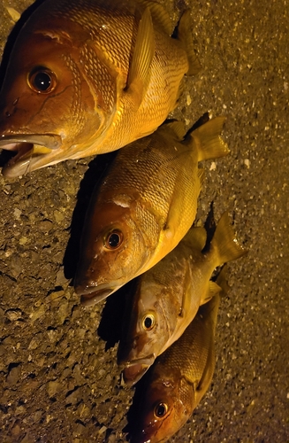 シブダイの釣果