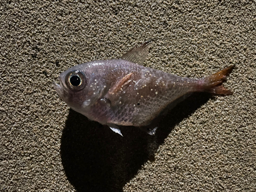 ミナミハタンポの釣果