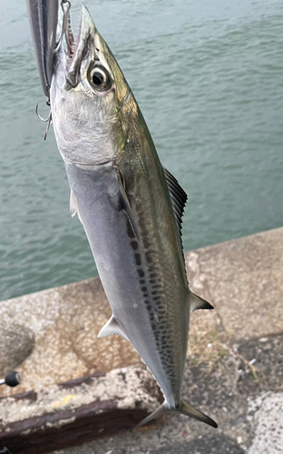 サゴシの釣果