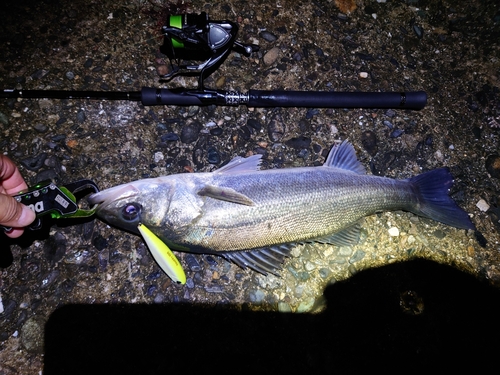 シーバスの釣果