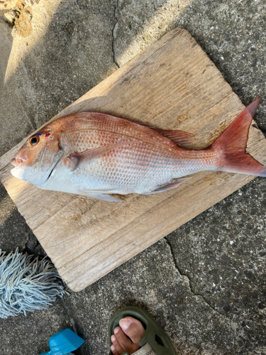 マダイの釣果