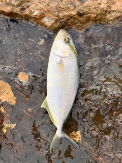 カンパチの釣果