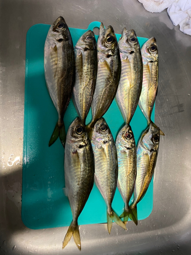 アジの釣果