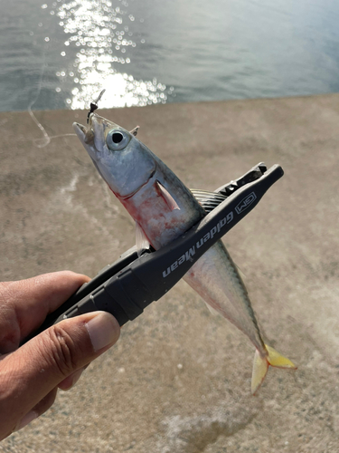 マサバの釣果