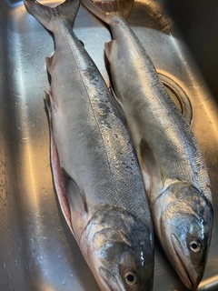 アキアジの釣果