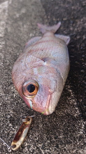 チャリコの釣果