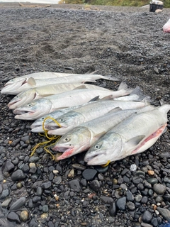 アキアジの釣果