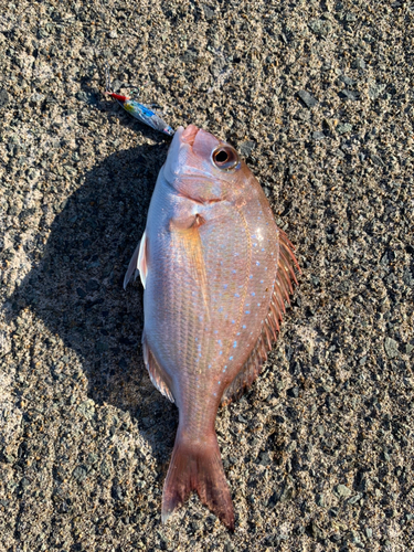 マダイの釣果