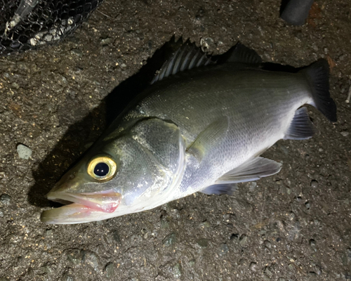 セイゴ（ヒラスズキ）の釣果