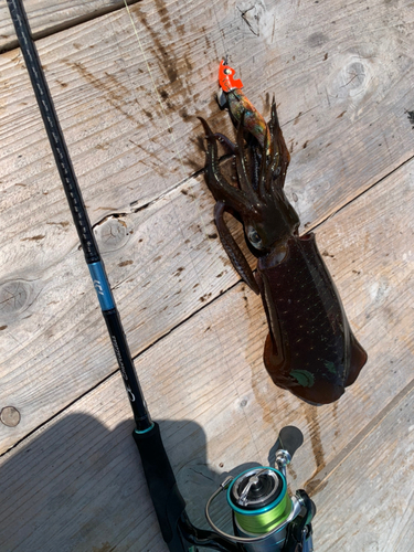 アオリイカの釣果