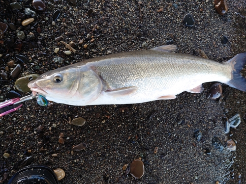 ウグイの釣果