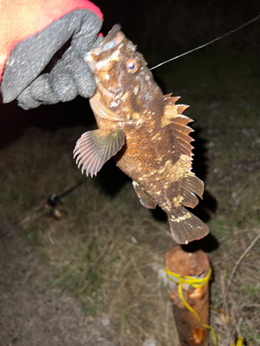 オウゴンムラソイの釣果