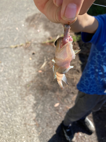 イトヒキハゼの釣果