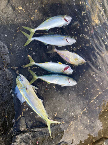 ハマチの釣果