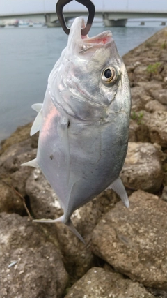 ロウニンアジの釣果