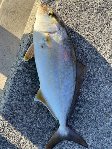 ショゴの釣果