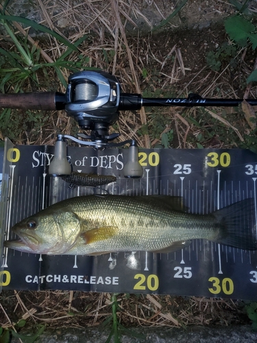 ブラックバスの釣果