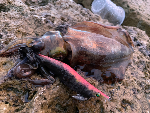 アオリイカの釣果