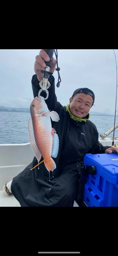 アマダイの釣果