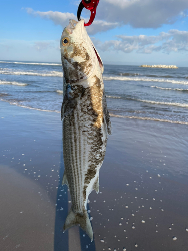 ボラの釣果