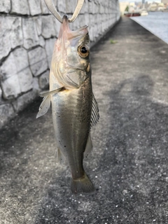 セイゴ（マルスズキ）の釣果