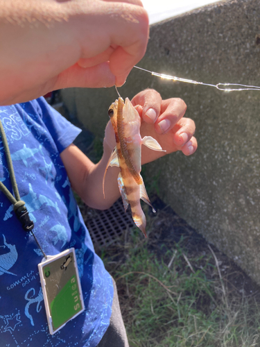 イトヒキハゼの釣果