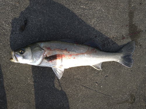 スズキの釣果