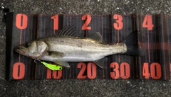 セイゴ（マルスズキ）の釣果