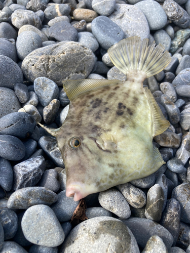 カワハギの釣果