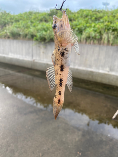 ハゼの釣果