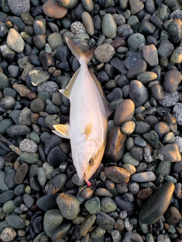 ショゴの釣果