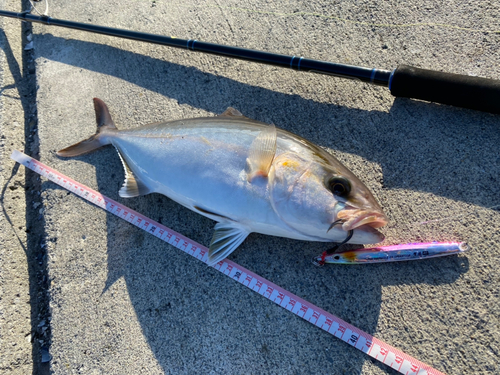 ショゴの釣果