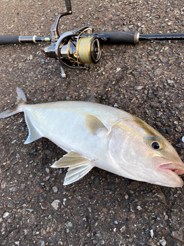 ネリゴの釣果