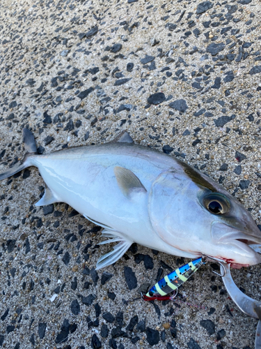 ネリゴの釣果