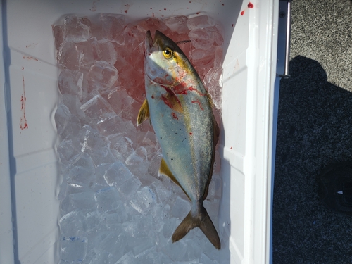 ショゴの釣果