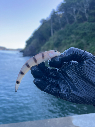 リュウグウハゼの釣果