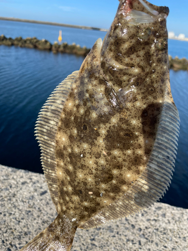 ヒラメの釣果