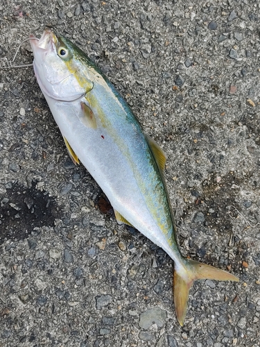 ツバスの釣果