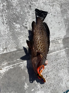 オオモンハタの釣果