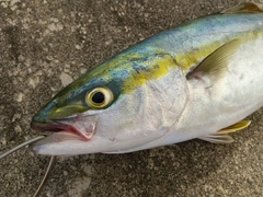 ツバイソの釣果
