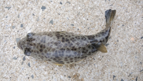 ショウサイフグの釣果