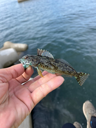 アナハゼの釣果