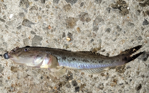 マハゼの釣果