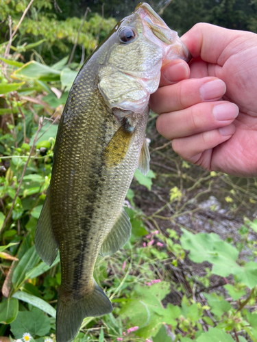 ラージマウスバスの釣果